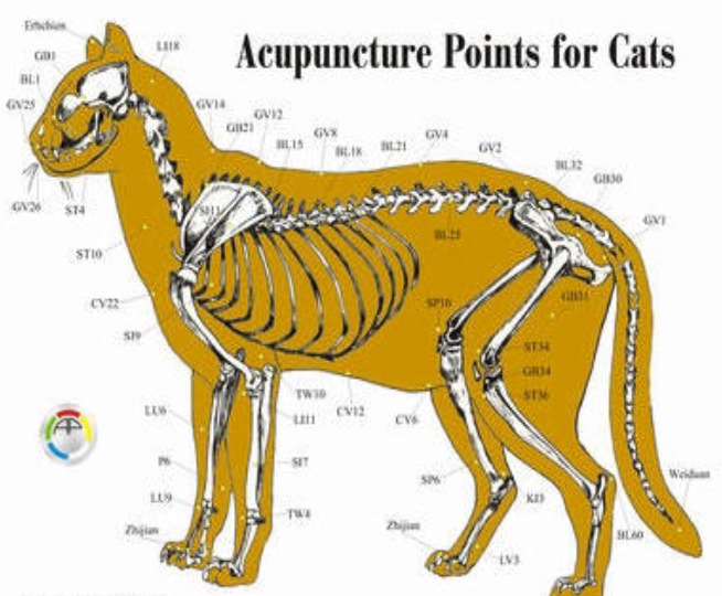 Акупунктурные точки у собак схема с описанием
